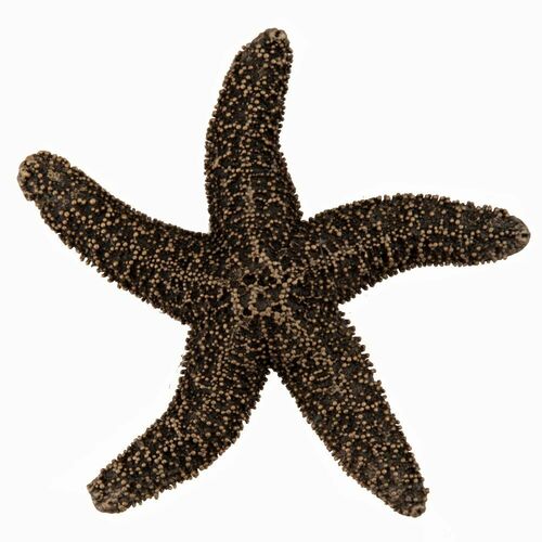 Acorn DPKGP Museum Gold Natural Starfish Cabinet Knob