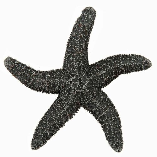 Acorn DPKPP Antique Pewter Starfish Cabinet Knob